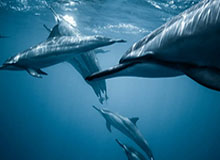 开云体育官网：开启专属于你的精彩投注之旅